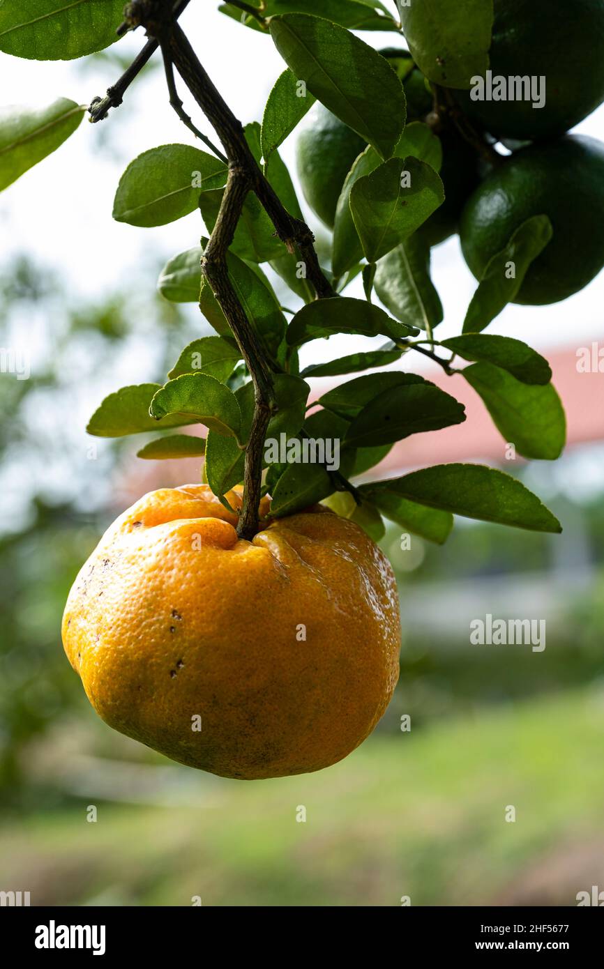 Fruit de mandarine persimmon dans la ville de sa Déc, Vietnam Banque D'Images