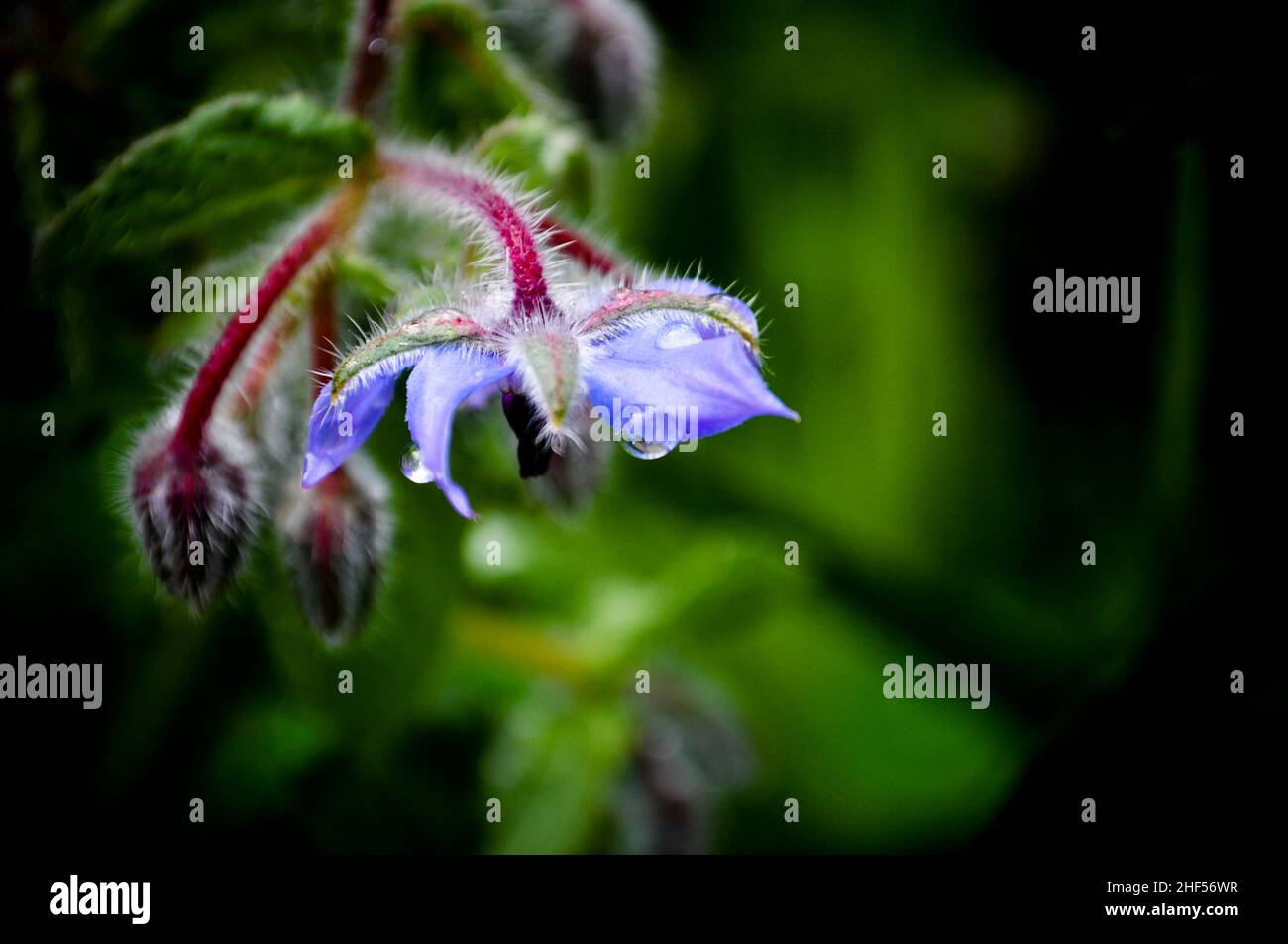 Une seule fleur de bourrache bleue (Borango officinalis) coud sur sa tige après la pluie. Espace de copie disponible Banque D'Images