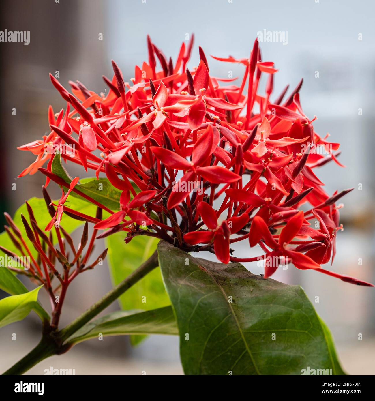Belles fleurs sauvages dans le parc de Ho Chi Minh ville, Vietnam Banque D'Images