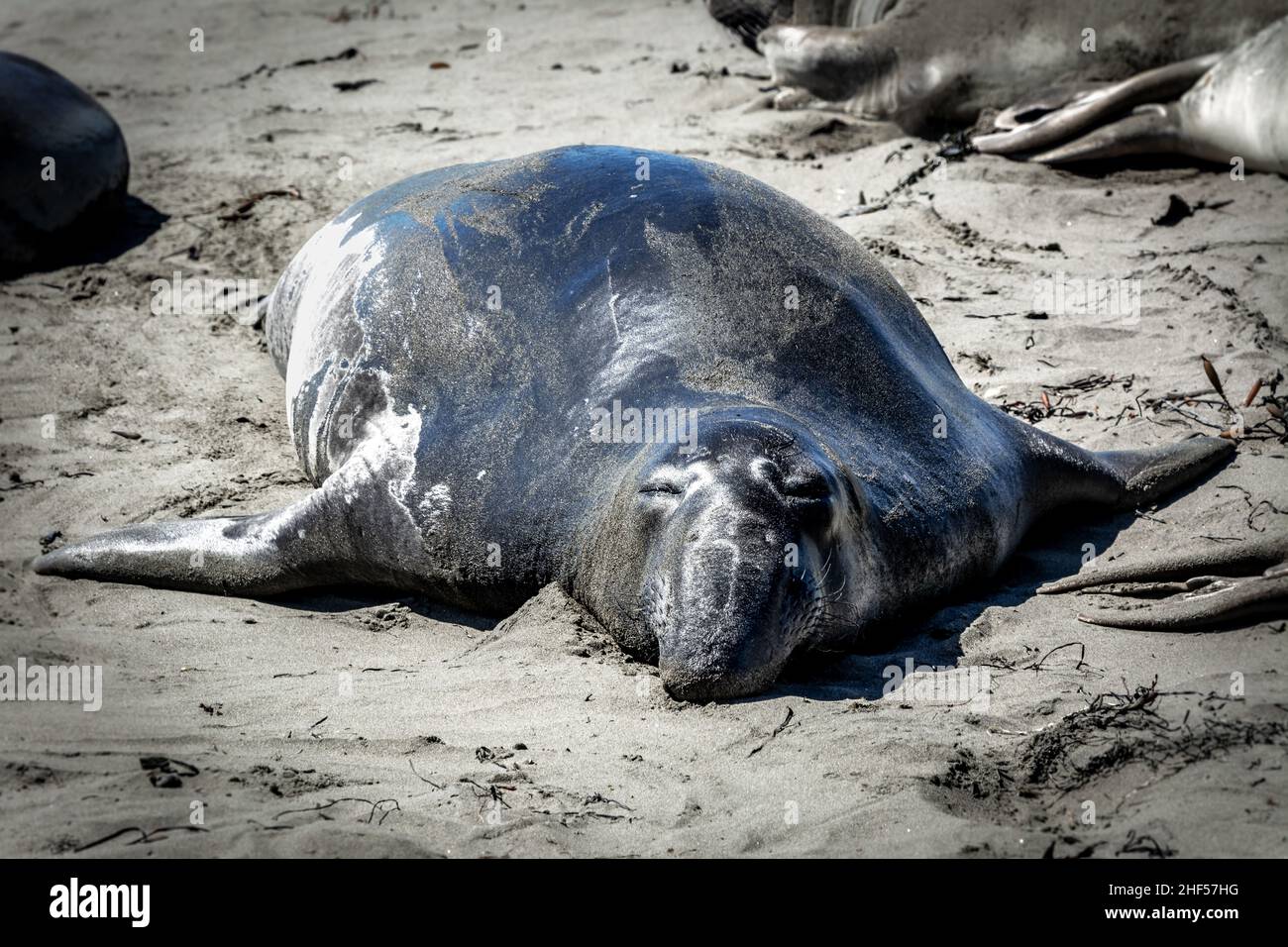 L'Éléphant de Californie Banque D'Images