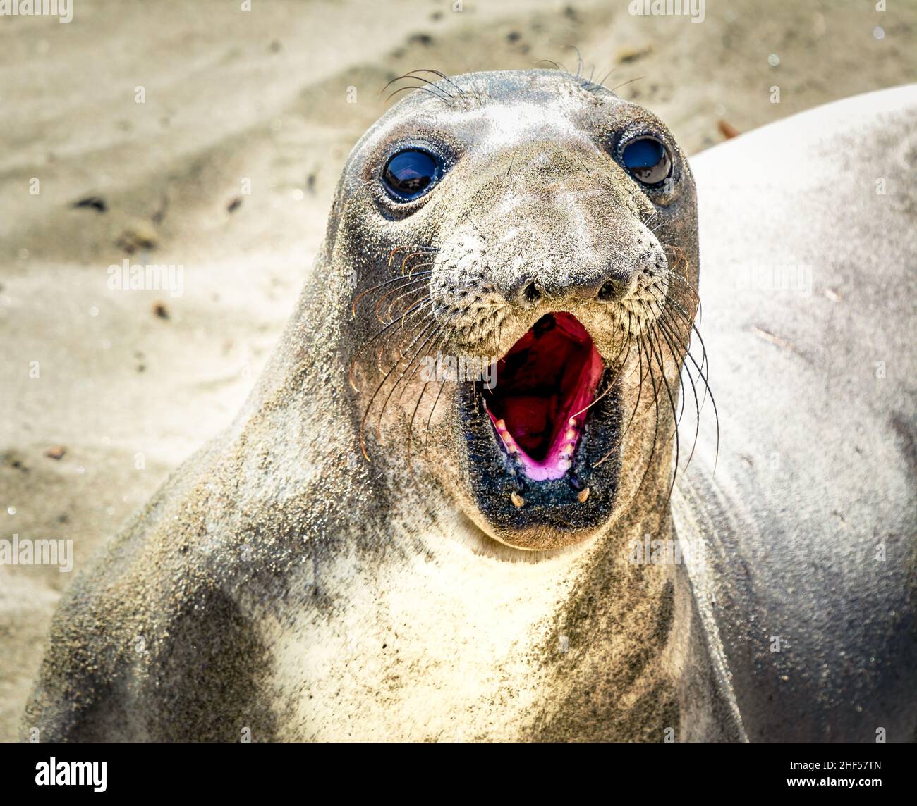 L'Éléphant de Californie Banque D'Images