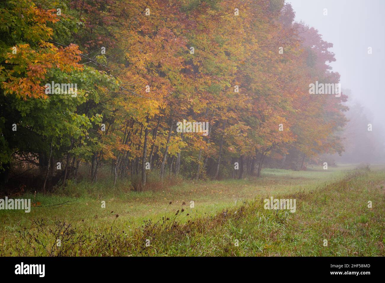 Un exemple de l'écran couleur annuel d'automne qui se produit chaque automne dans le comté de Door, Wisconsin, qui est une destination touristique majeure. Banque D'Images