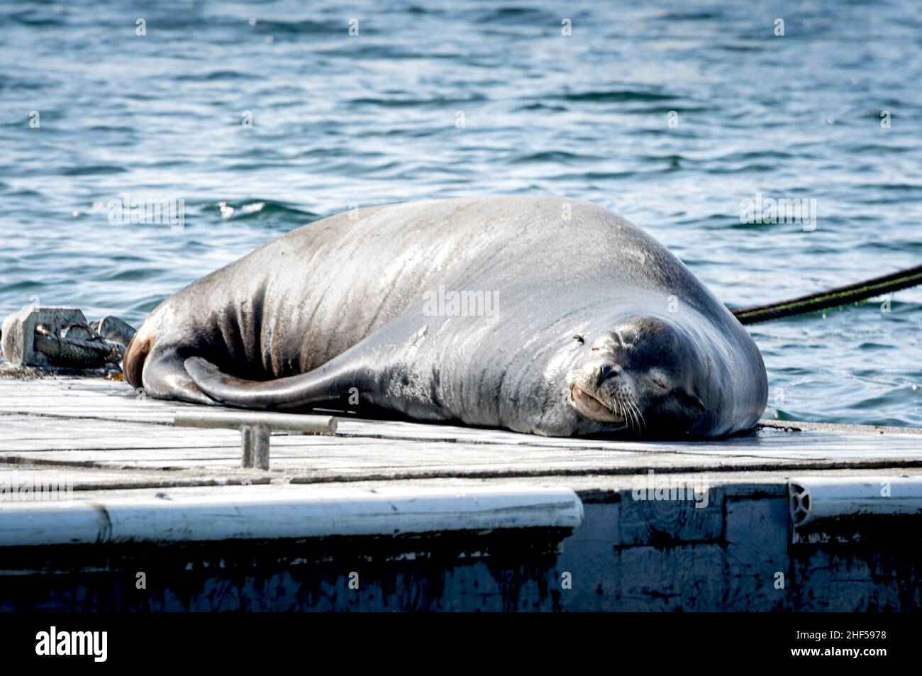 Sealions de Californie Banque D'Images