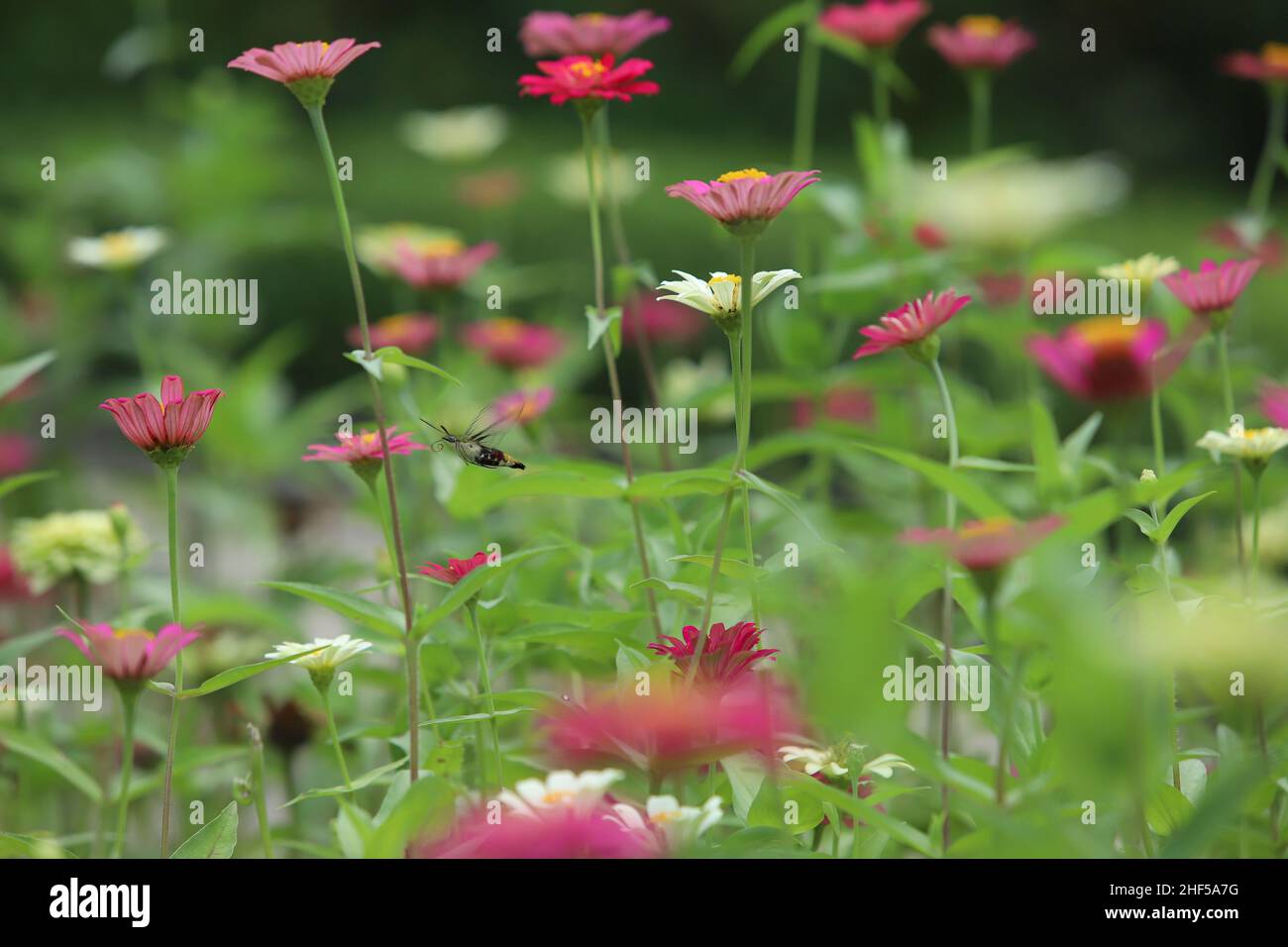 Belle peinture de fleurs, d'abeilles et de papillons Banque D'Images