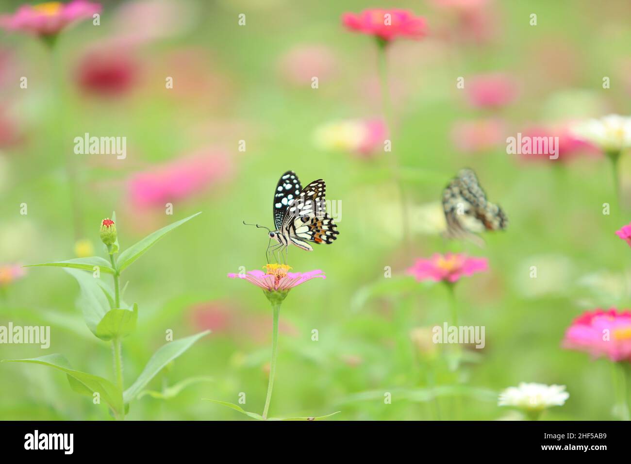 Belle peinture de fleurs, d'abeilles et de papillons Banque D'Images