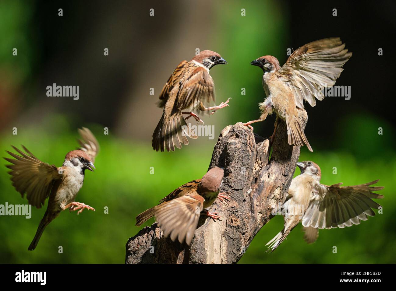 La danse des moineaux dans le parc au Vietnam Banque D'Images