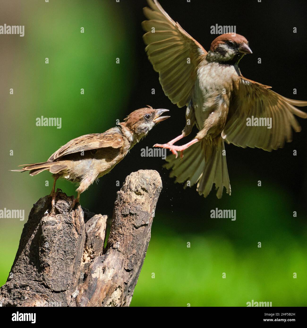 La danse des moineaux dans le parc au Vietnam Banque D'Images