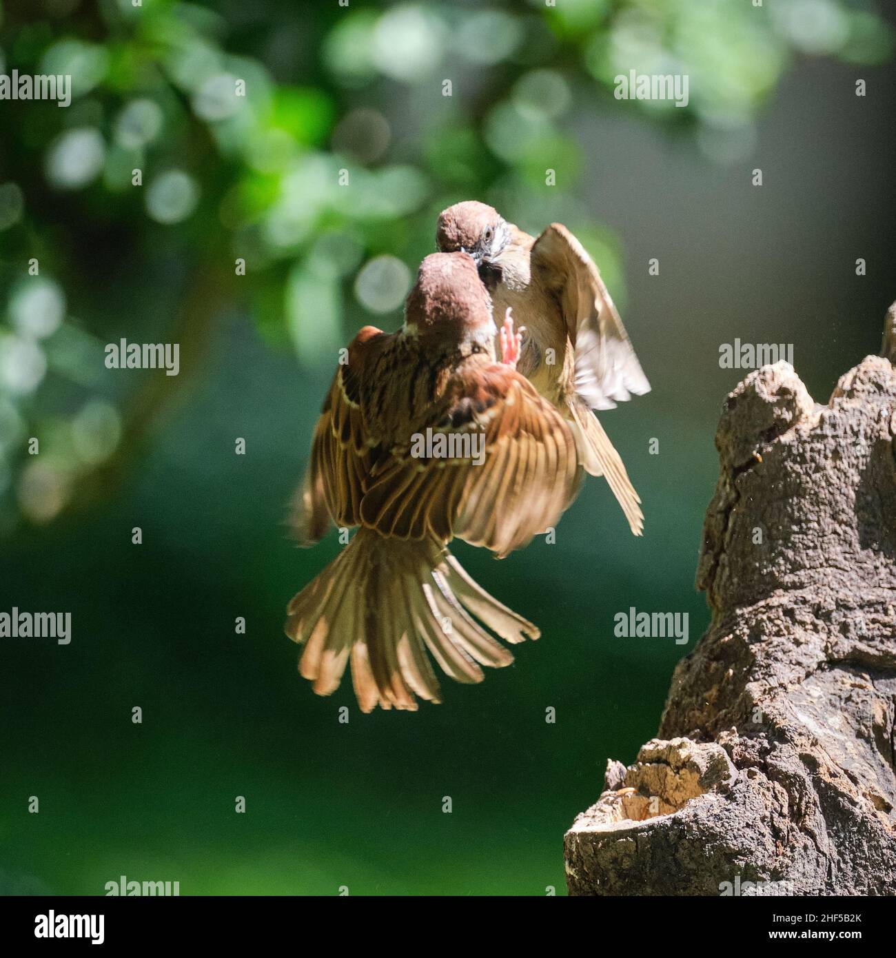 La danse des moineaux dans le parc au Vietnam Banque D'Images