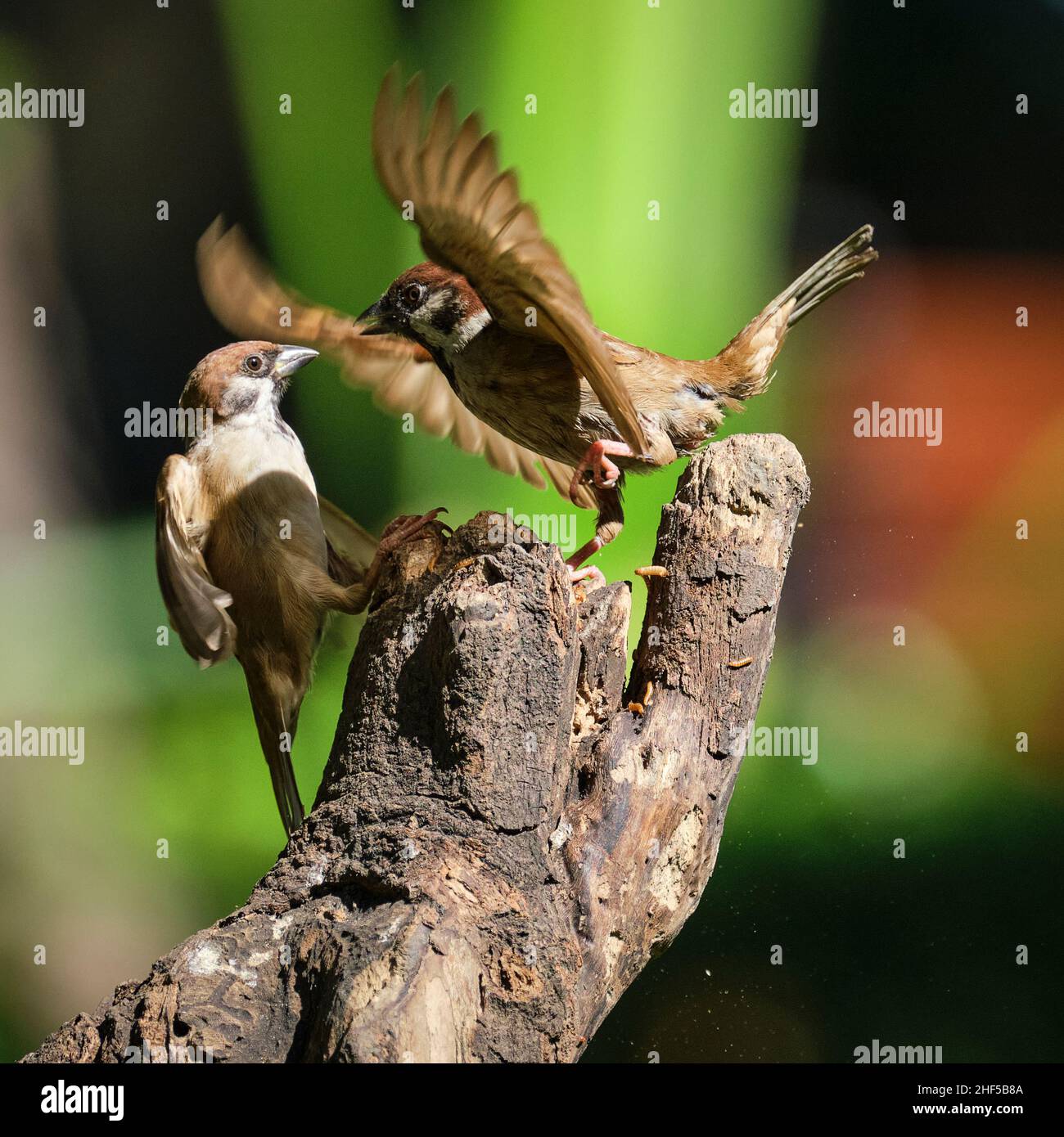 La danse des moineaux dans le parc au Vietnam Banque D'Images