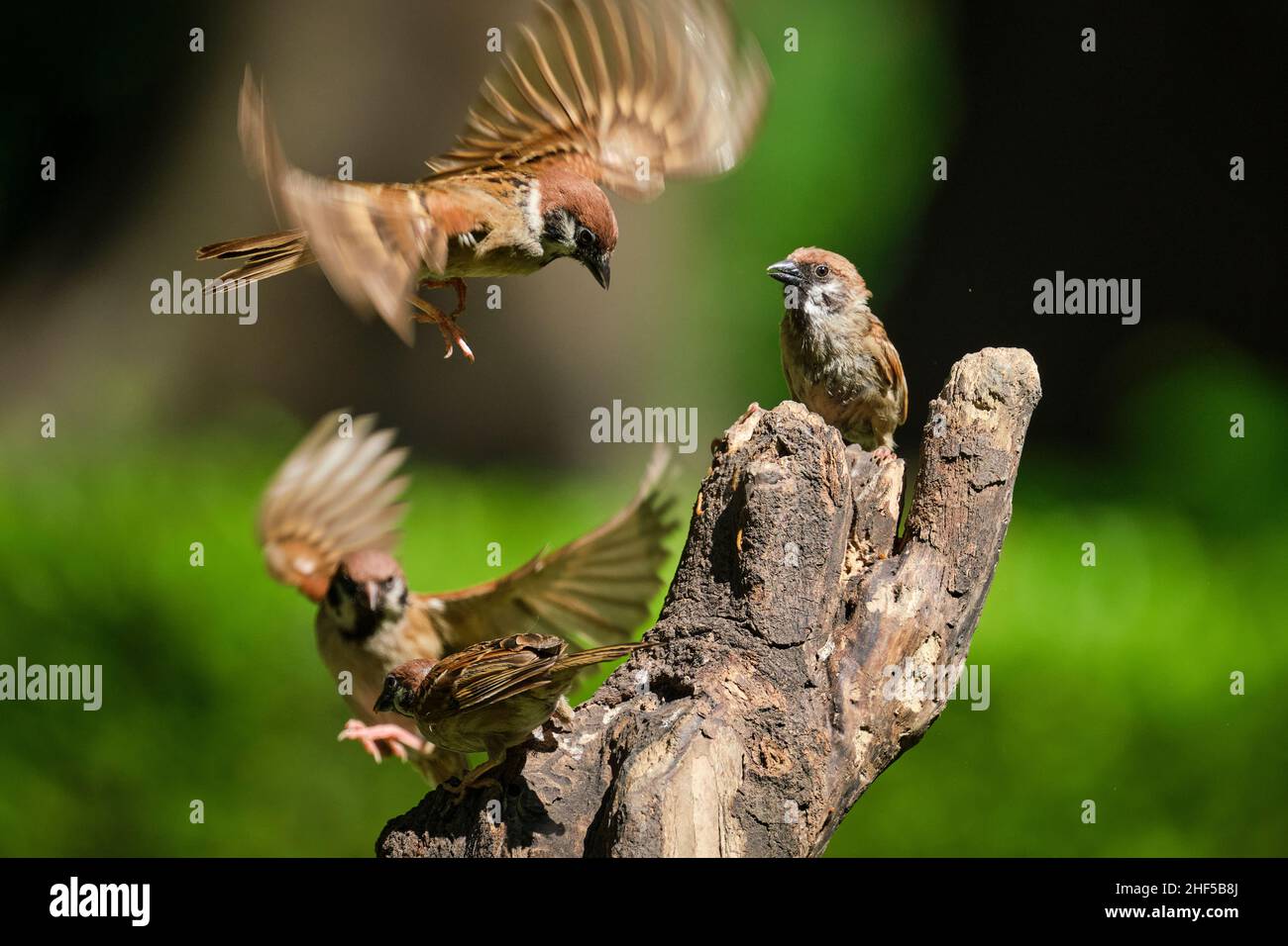 La danse des moineaux dans le parc au Vietnam Banque D'Images