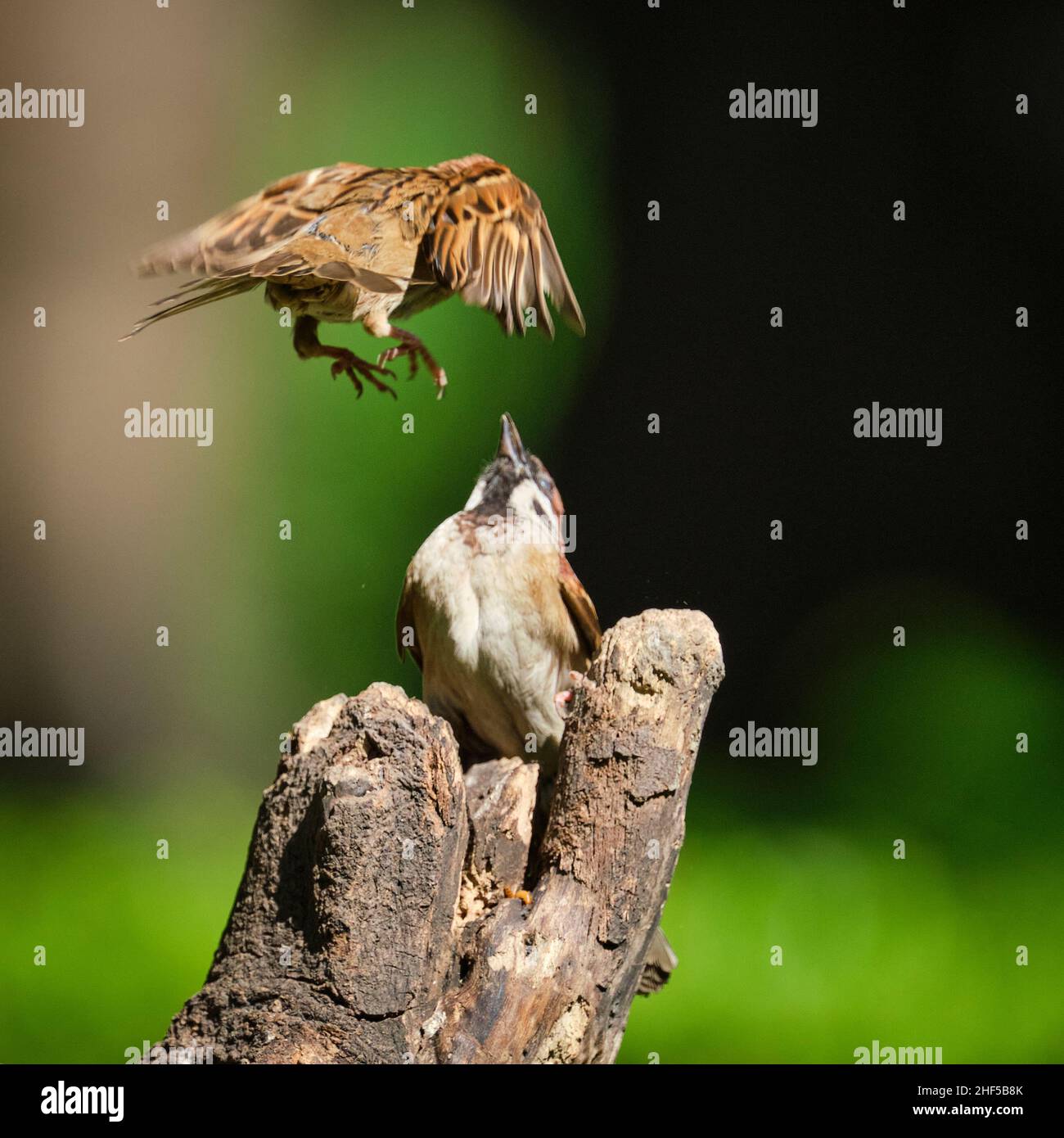 La danse des moineaux dans le parc au Vietnam Banque D'Images