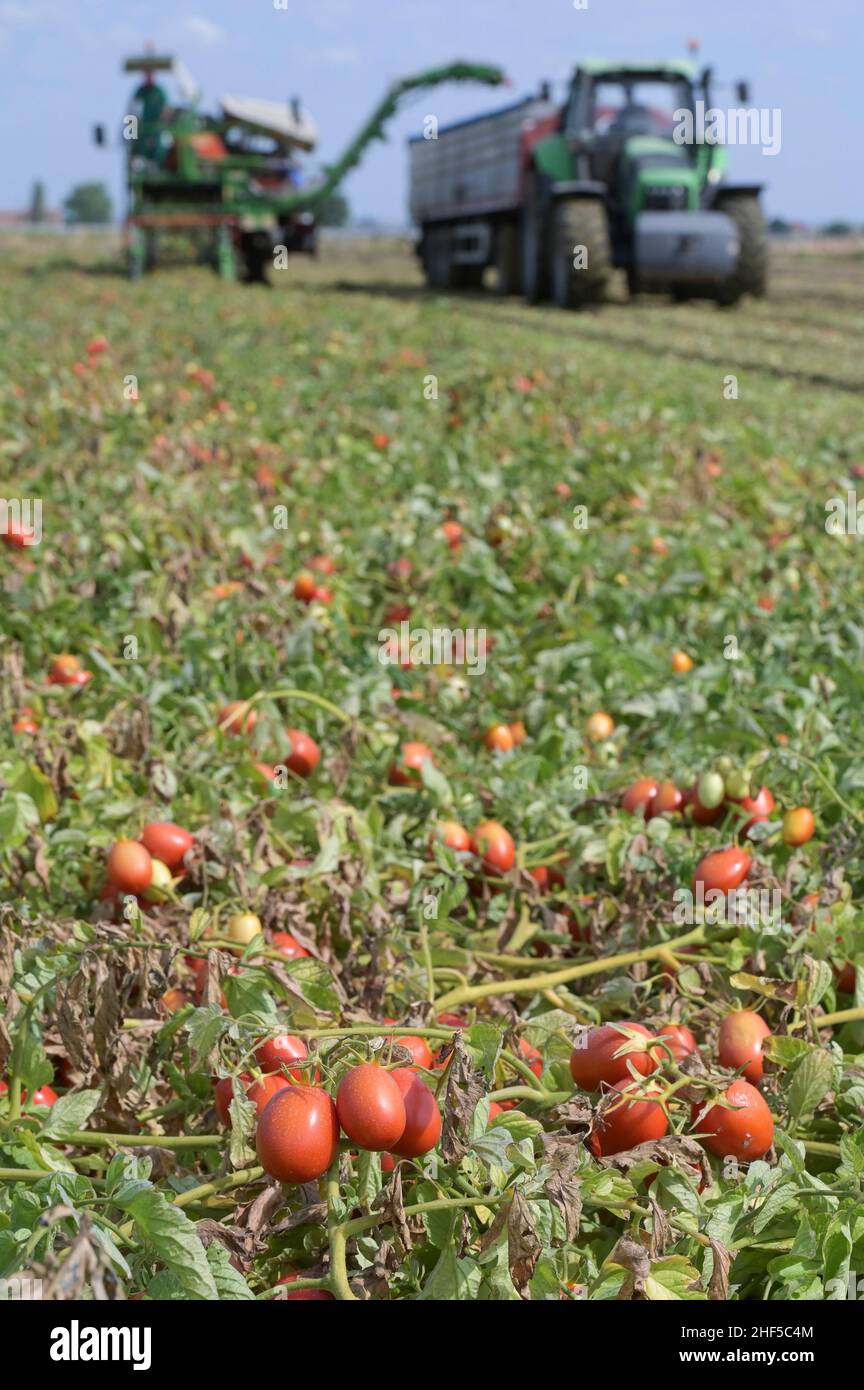 ITALIE, Parme, Basilicova, production de tomates sous contrat pour la société Mutti s.p.a., récolte avec la moissonneuse de Guaresi, les tomates prunes récoltées sont utilisées pour la tomate en conserve, pulpo, passata et concentré de tomate / ITALIEN, Tomaten Vertragsanfuer Firma Mutti spa, die geernteten Flaschentomaten den weranschliatenend, Zu et Tomatenbeitentbeat und Doosseriterbeität, Posotseritert und DosstragätserierToutes les 100 Prozent Italien Banque D'Images