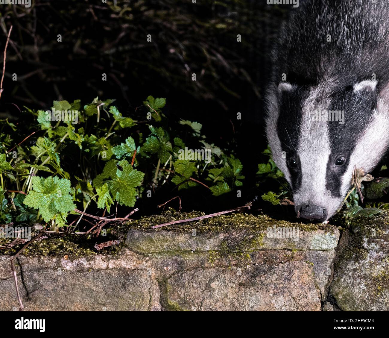 Badger, renard, la souris en bois se nourrissant dans le jardin capturé à l'aide de la technologie de piège d'appareil photo reflex numérique Banque D'Images