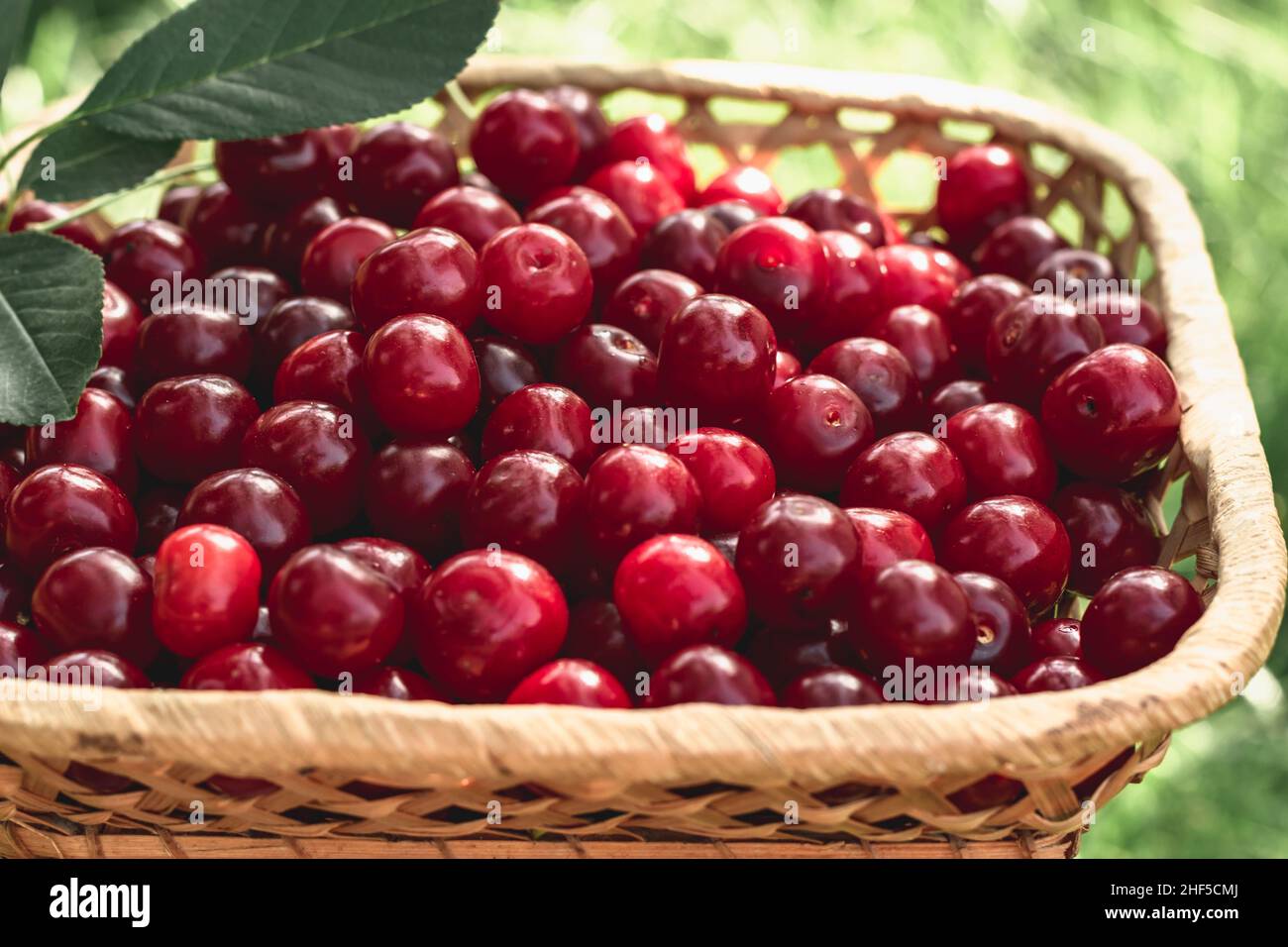 Cerises mûres dans un panier sur l'herbe de pelouse.Récolte de baies de cerises dans le jardin d'été.Photo horizontale. Banque D'Images