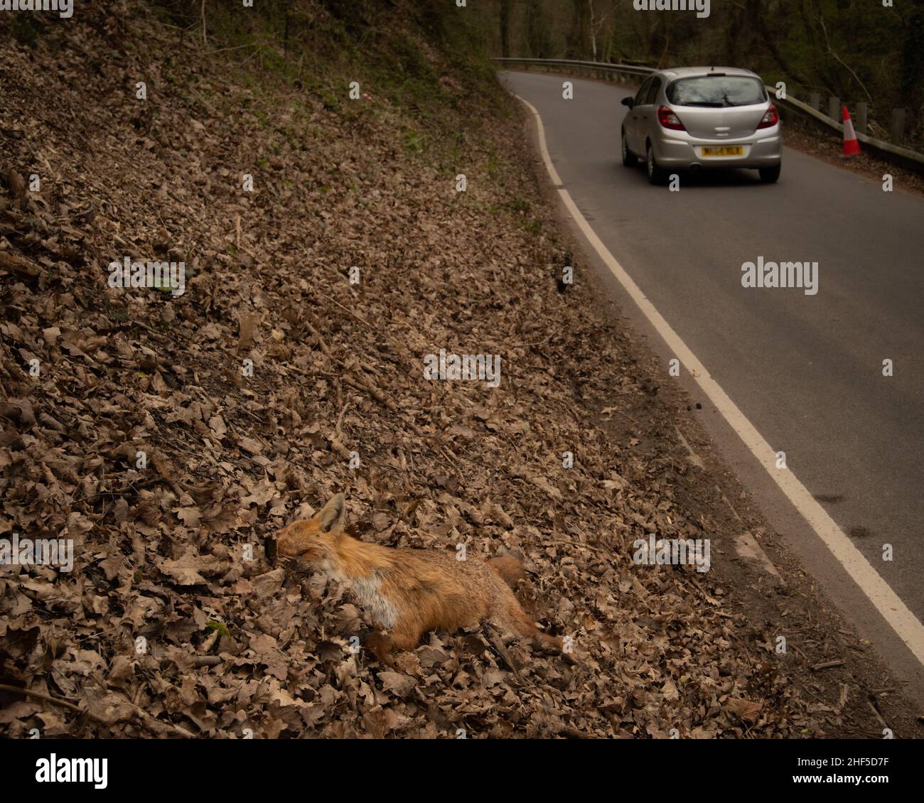 Un renard roux mort, ville d'un accident de la route d'une route britannique. Banque D'Images