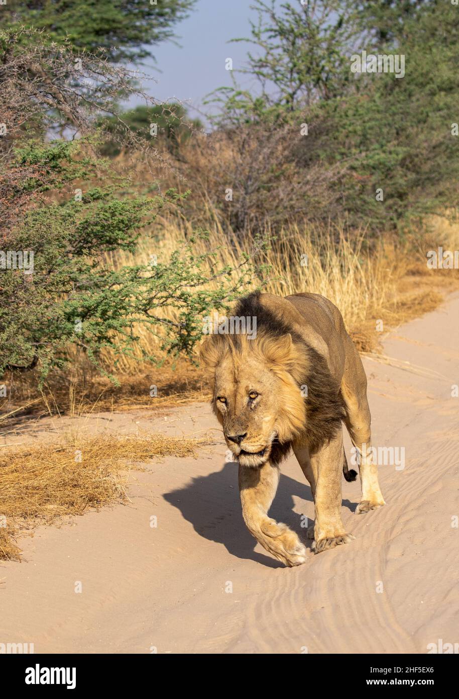 Lion à la manne noire dans le Kgalagadi Banque D'Images