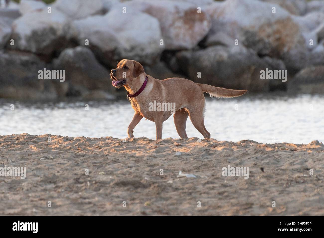 Chien courant et s'amuser sur la plage Banque D'Images