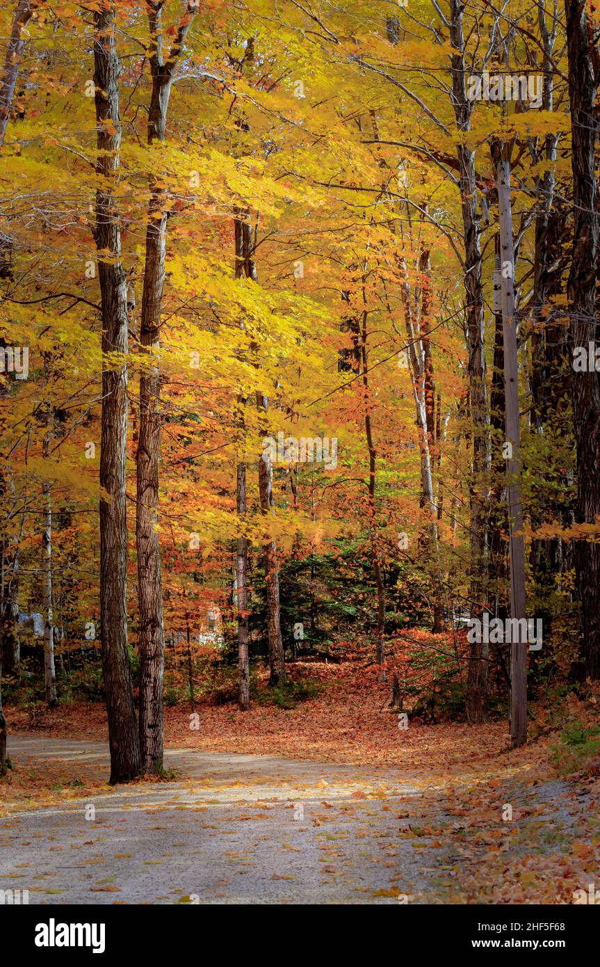 Un exemple de l'écran couleur annuel d'automne qui se produit chaque automne dans le comté de Door, Wisconsin, qui est une destination touristique majeure. Banque D'Images