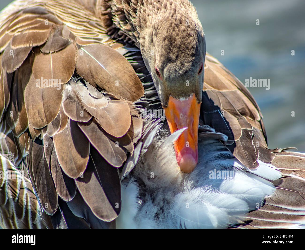 L'oie sauvage de nettoyage Banque D'Images