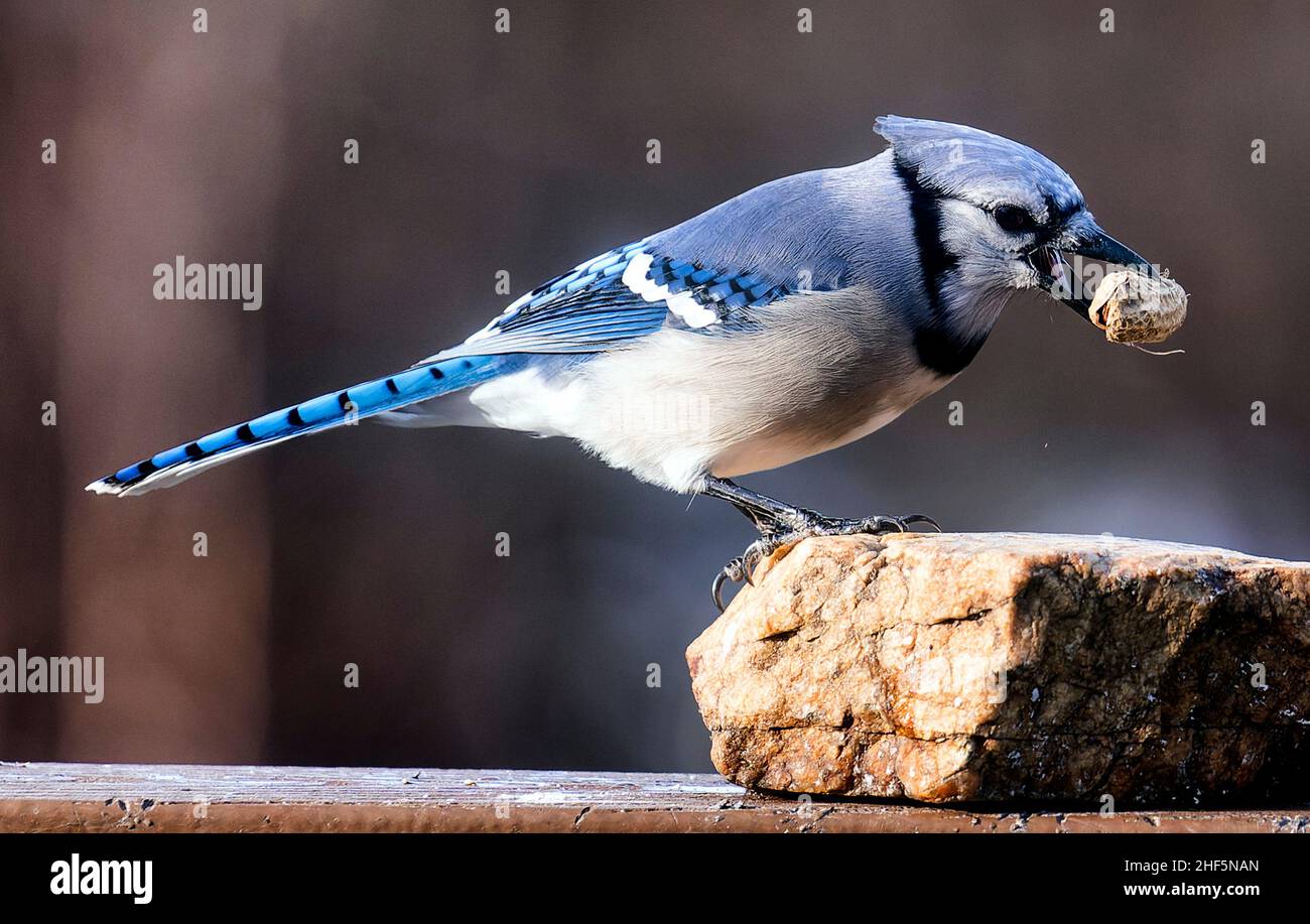 Un Bluejay trouve une arachide sur un bain d'oiseaux de cour gelé Banque D'Images