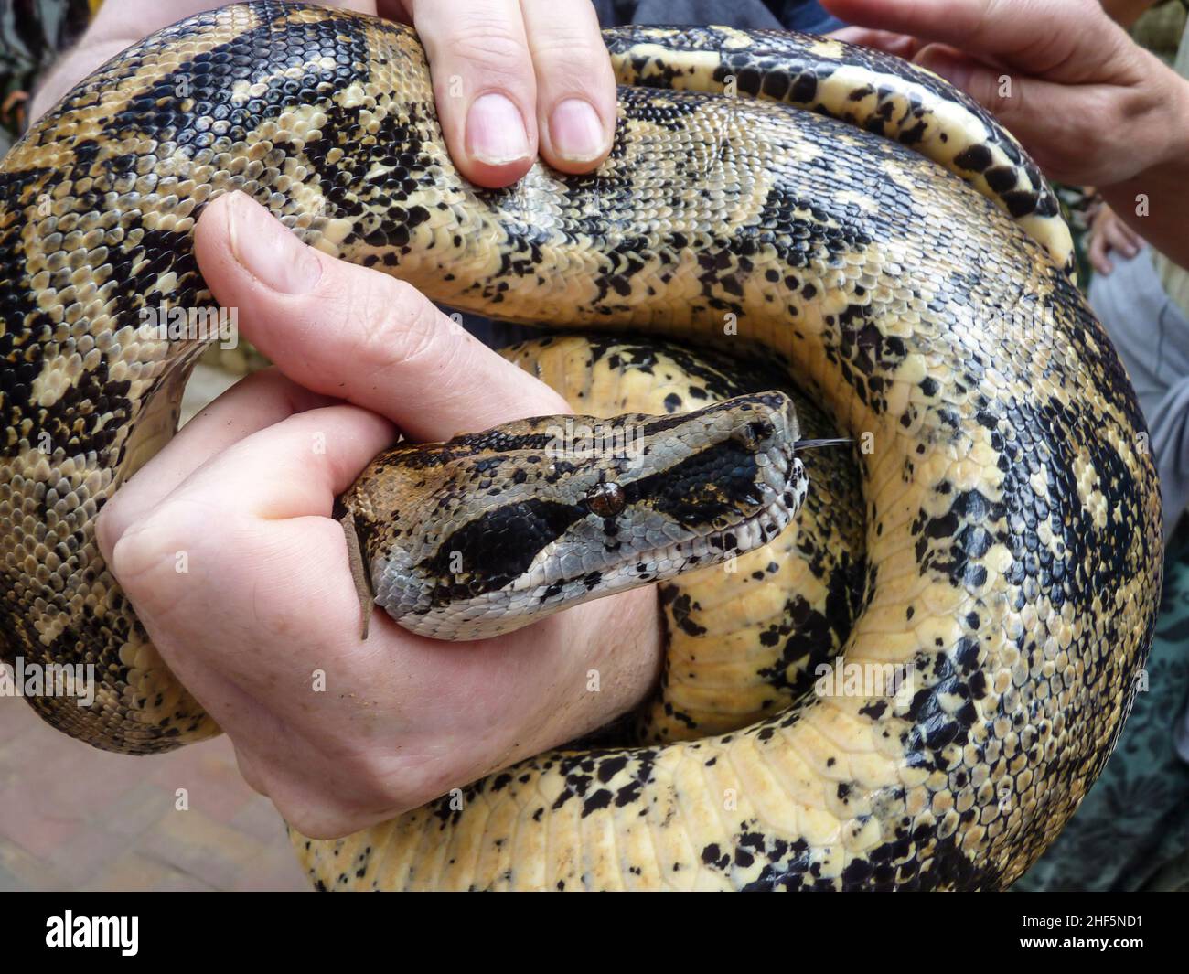 serpent sauvage dangereux dans une main de homme Banque D'Images