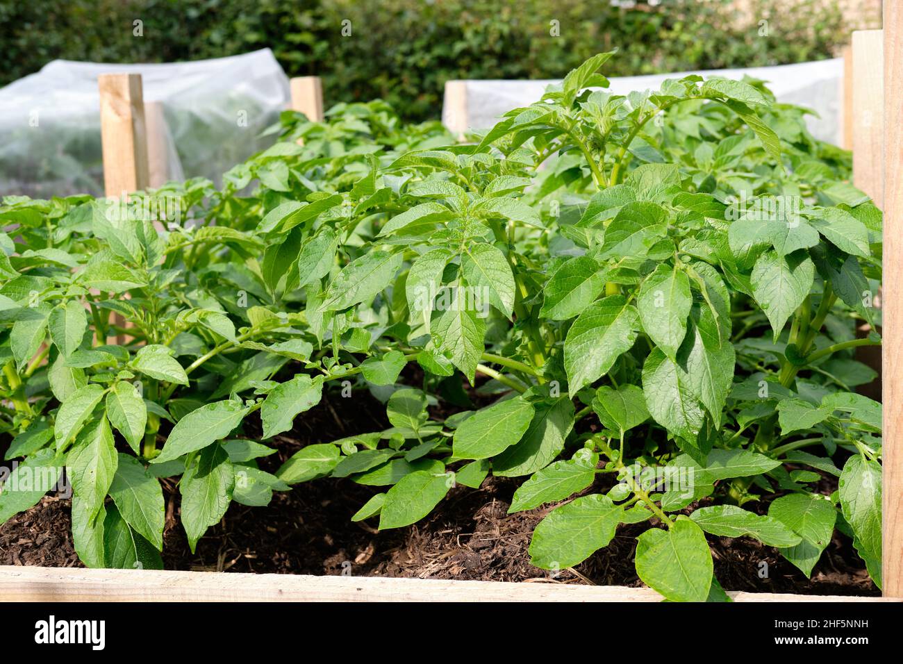 Charlotte New plants de pommes de terre poussant dans la riche matière organique sol rempli dans un potager lit surélevé. Banque D'Images