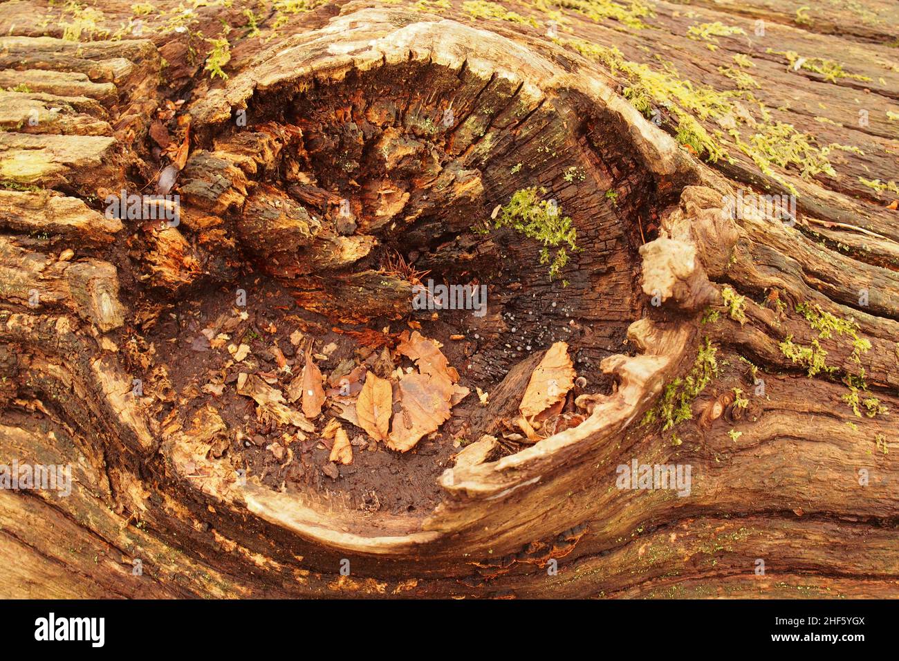 En regardant dans le trou laissé sur un tronc d'arbre de châtaignier mort, avec lichen, après qu'une branche a cassé et les débris de bois d'hiver ont rassemblé Banque D'Images