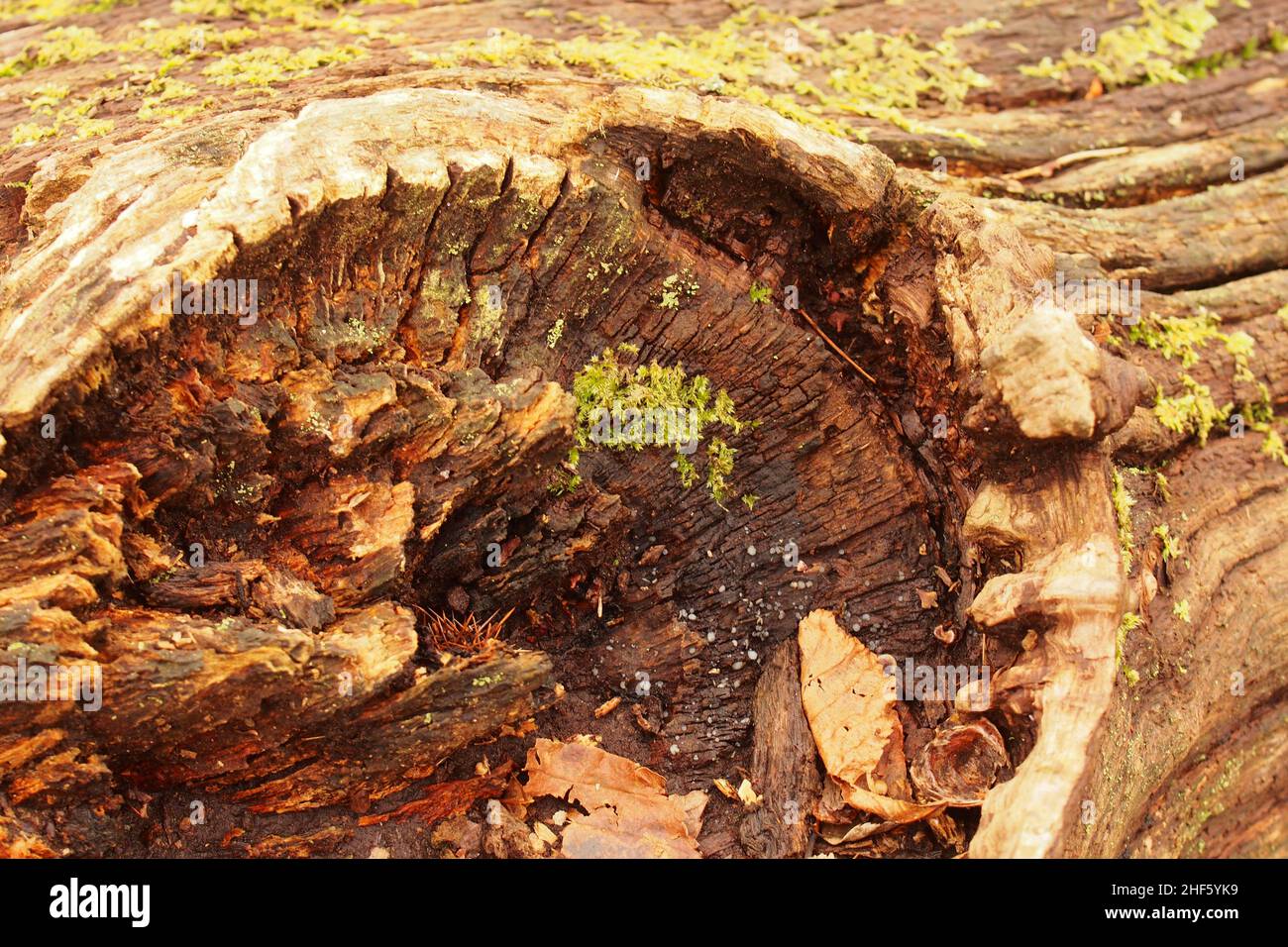 En regardant dans le trou laissé sur un tronc d'arbre de châtaignier mort, avec lichen, après qu'une branche a cassé et les débris de bois d'hiver ont rassemblé Banque D'Images