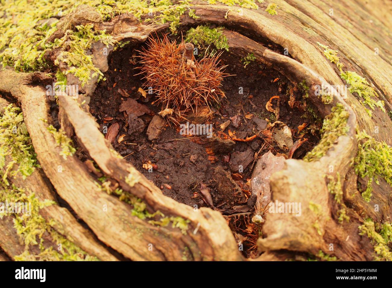En regardant dans le trou laissé sur un tronc de châtaignier mort, avec lichen, après qu'une branche s'est cassée et que les débris de bois d'hiver se sont accumulés Banque D'Images