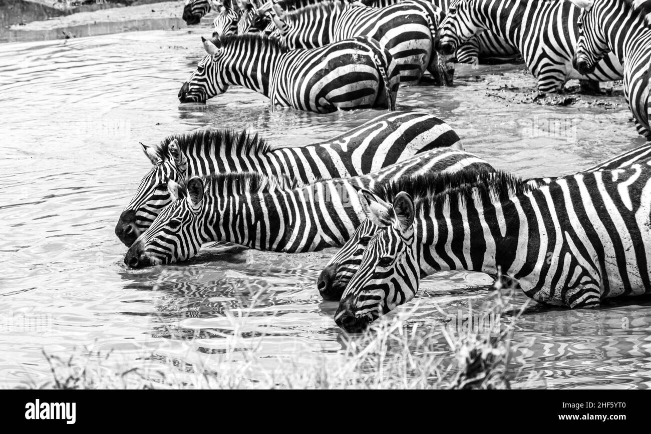 Zèbres étanchant la soif à un trou d'eau dans le Serengeti. Banque D'Images