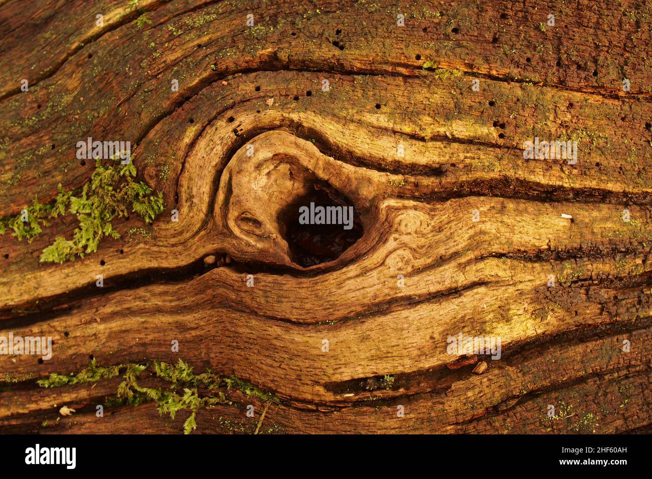 Un tronc de chêne mort tombé montrant un trou d'où une branche aurait grandi et cassé avec beaucoup de trous d'alésage d'insecte et de lichen Banque D'Images