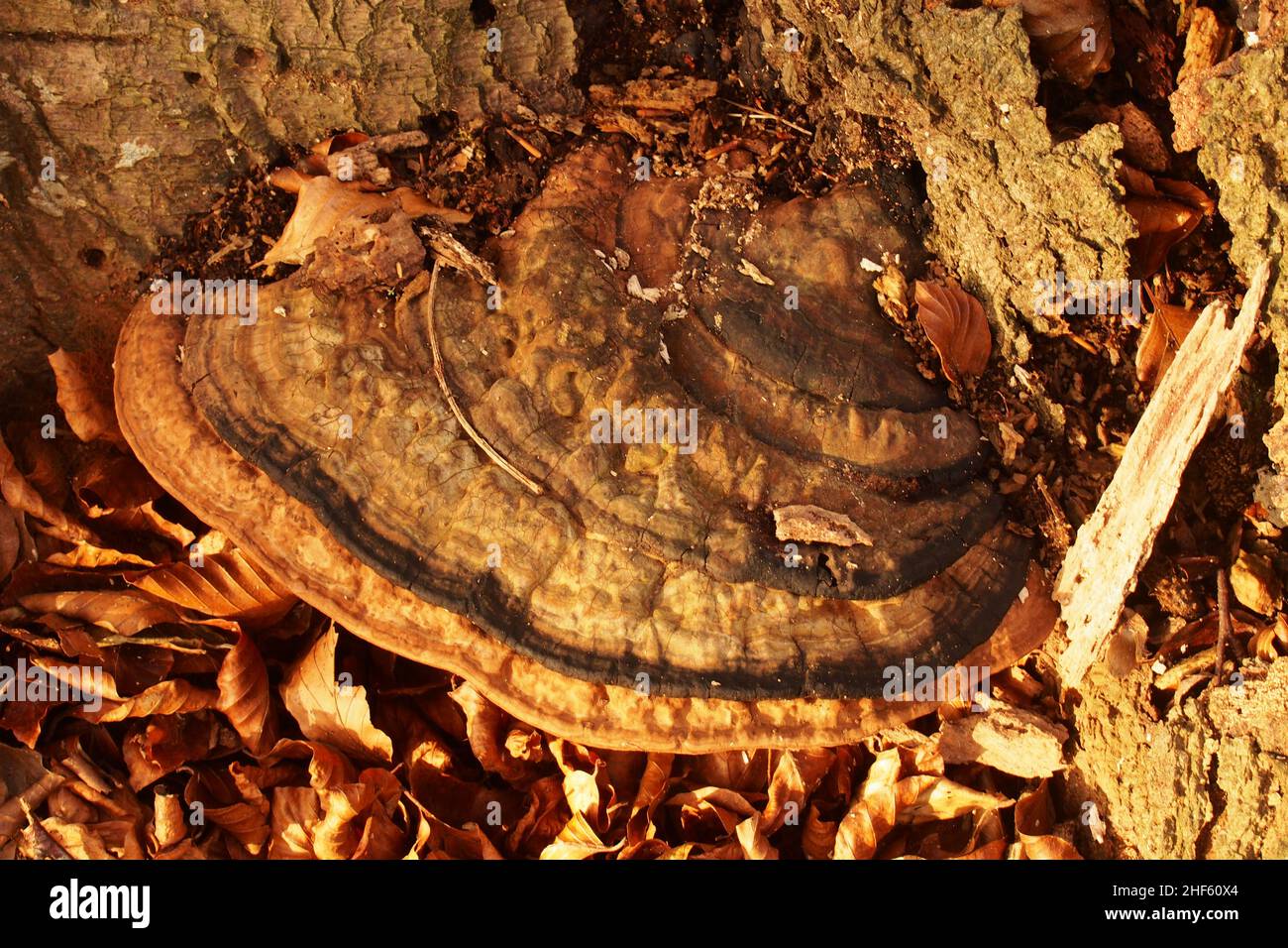Un très vieux champignon de crochet au fond d'un ancien hêtre entouré par l'écorce d'arbre mort et des feuilles d'hiver dorées et tombées Banque D'Images