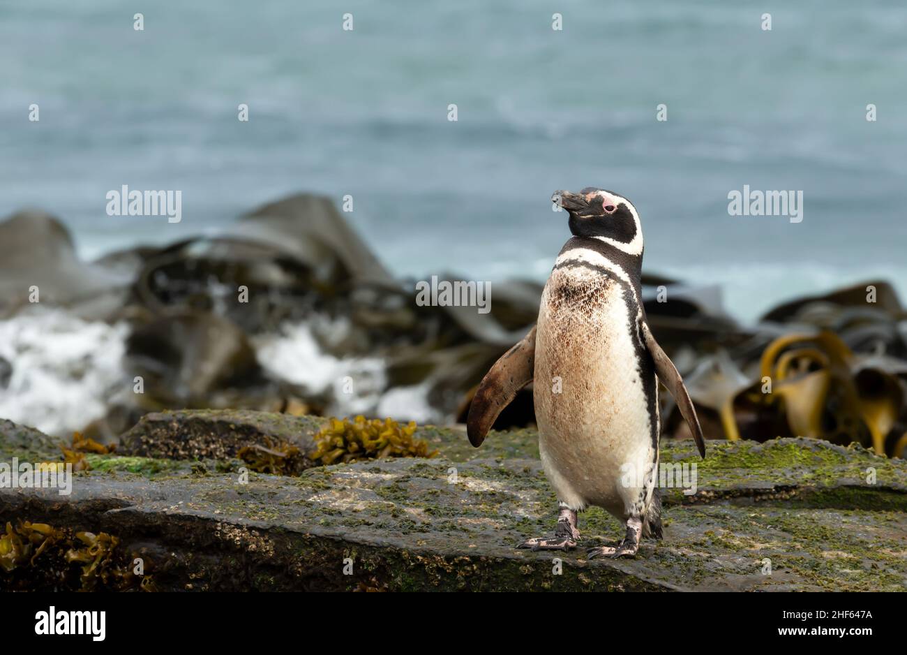 Pingouin Magellanique situé sur une plage de sable dans les îles Falkland. Banque D'Images