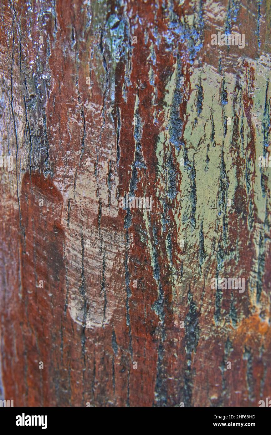 texture en bois laqué. tronc d'arbre peint avec de la laque pour protéger la surface en bois d'être endommagée.Verticale Banque D'Images