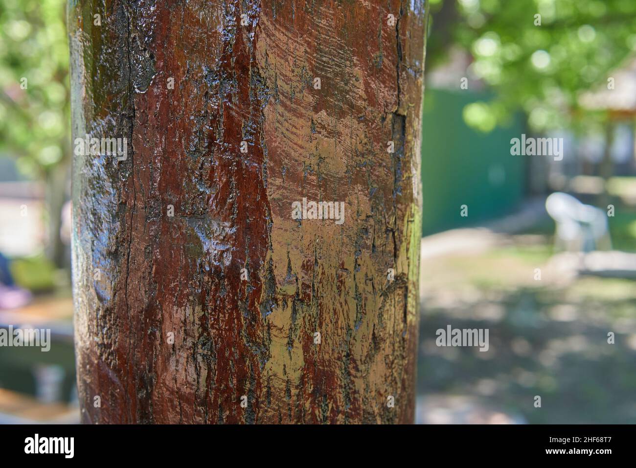 tronc d'arbre laqué avec arrière-plan flou dans un jardin Banque D'Images