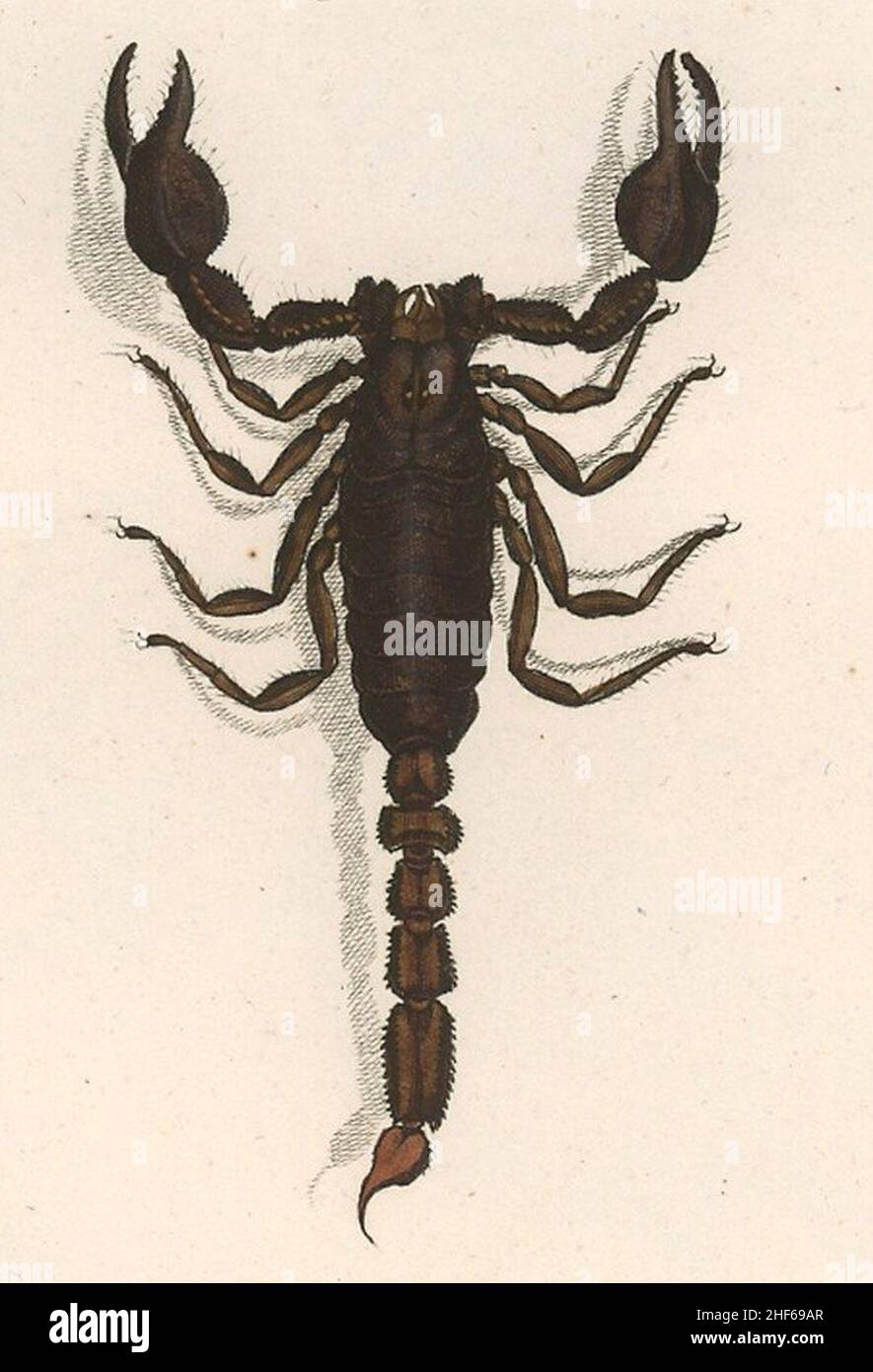 Scorpion maurus 1800. Banque D'Images