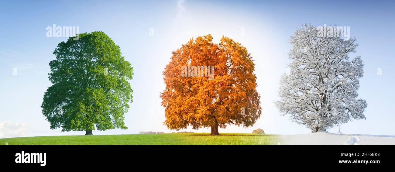 Trois arbres à feuilles caduques en différentes saisons Banque D'Images