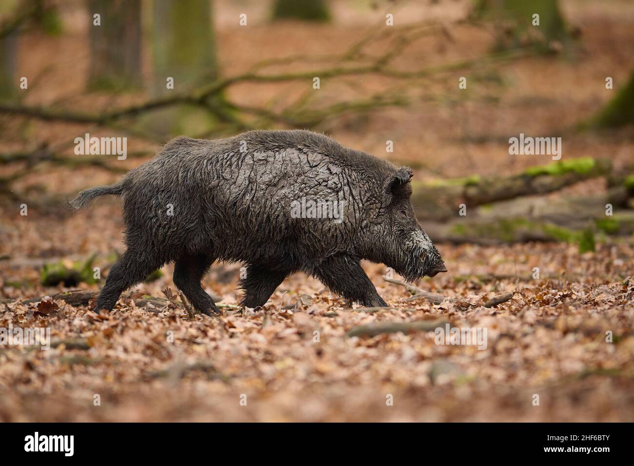 Sanglier, sus scrofa en automne Banque D'Images
