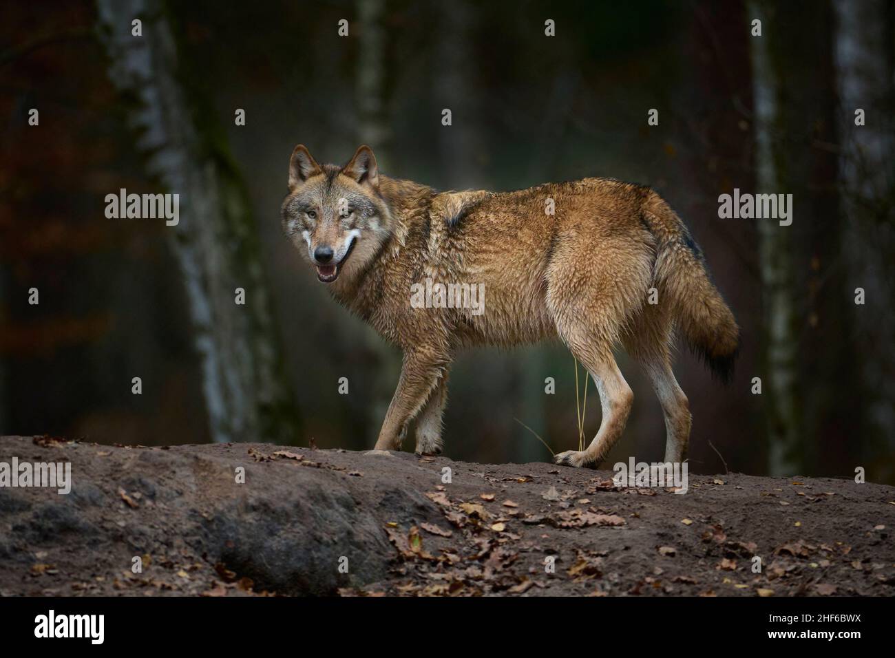 Loup, Canis lupus en automne Banque D'Images