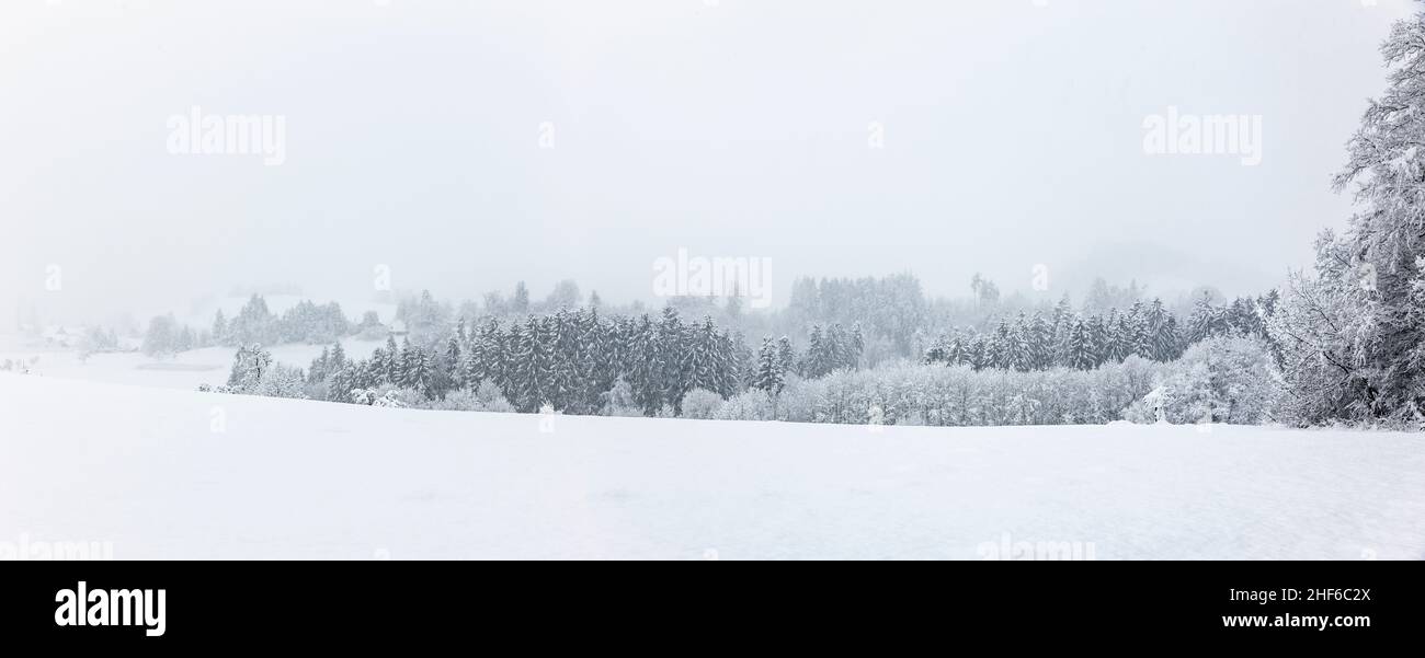 Paysage d'hiver blanc et enneigé avec sapins enneigés Banque D'Images