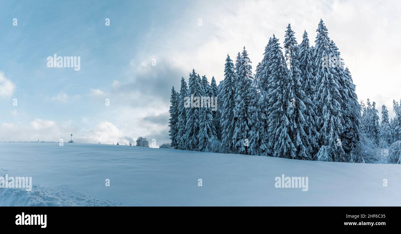 Paysage d'hiver blanc et enneigé avec sapins enneigés Banque D'Images