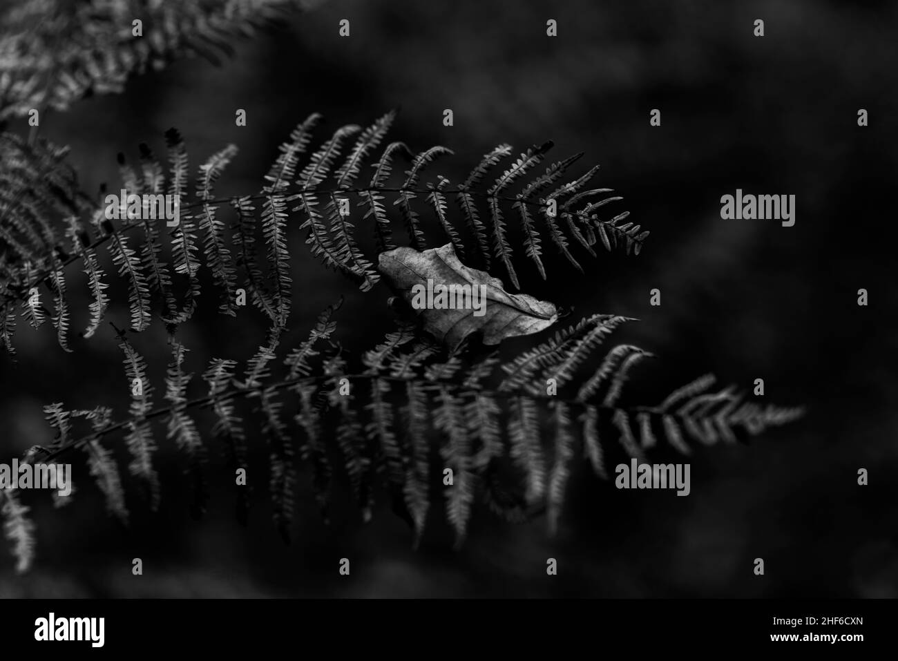 Plante de fougères mortes en automne dans la forêt, feuilles décidues du chêne se trouve sur la fougères, profondeur de champ peu profonde, bokeh mou, noir et blanc Banque D'Images
