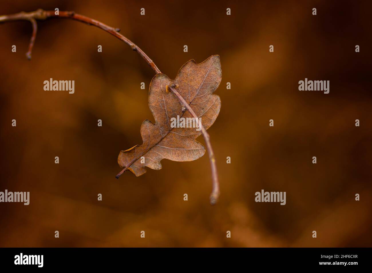 Feuille à feuilles caduques d'un jeune chêne dans la forêt, faible profondeur de champ, arrière-plan flou Banque D'Images