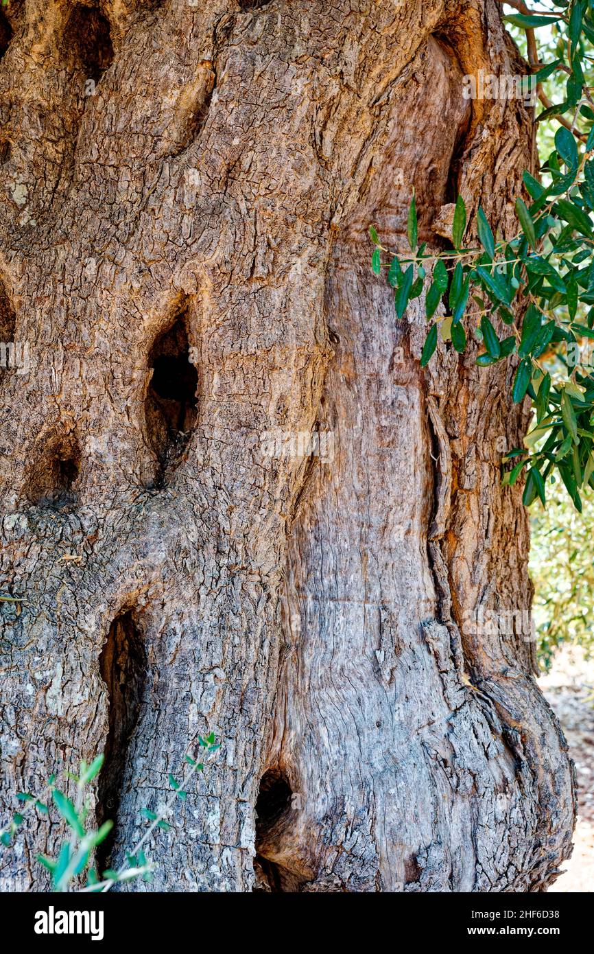 Tronc ronlé d'un vieil olivier Banque D'Images