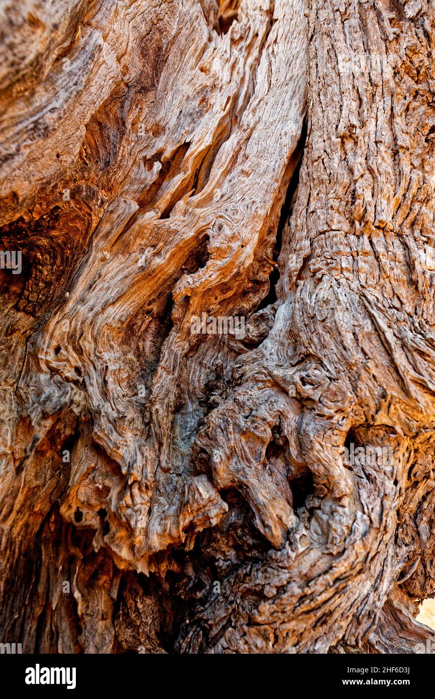 Tronc ronlé d'un vieil olivier Banque D'Images