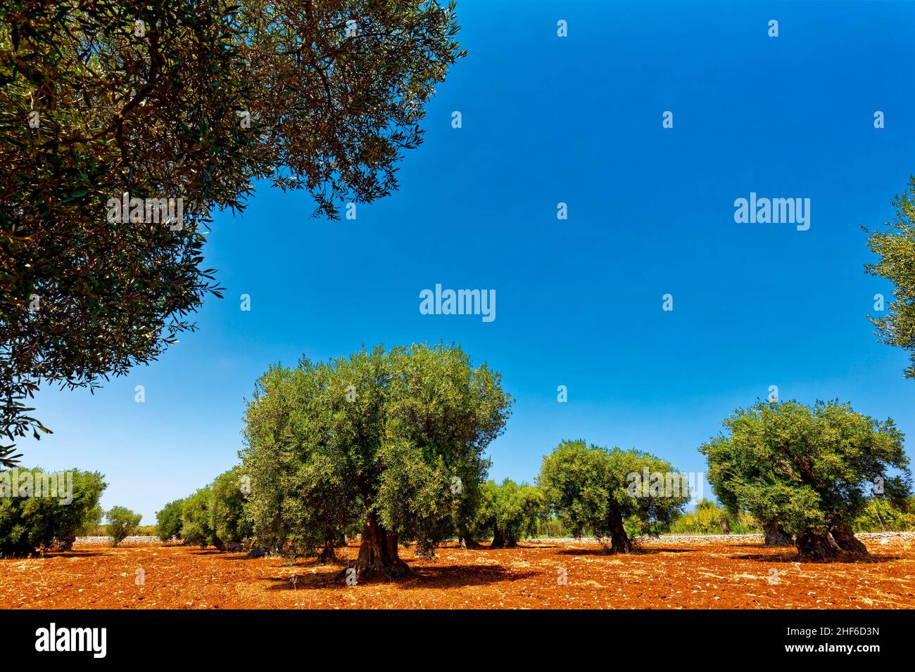 oliveraie avec plusieurs vieux oliviers Banque D'Images