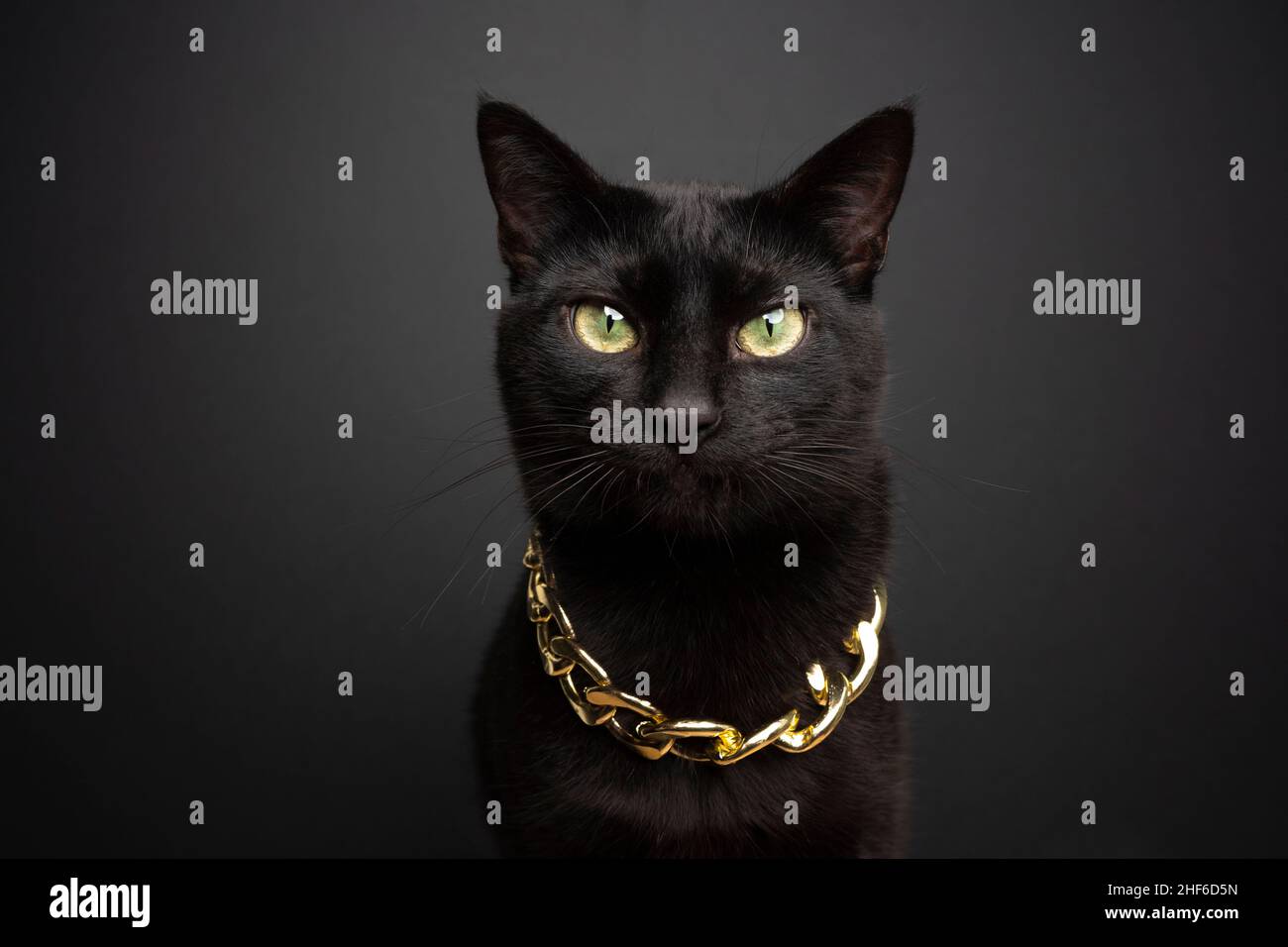 portrait de chat noir frais habillé avec une chaîne d'or regardant  l'appareil photo sur fond noir Photo Stock - Alamy
