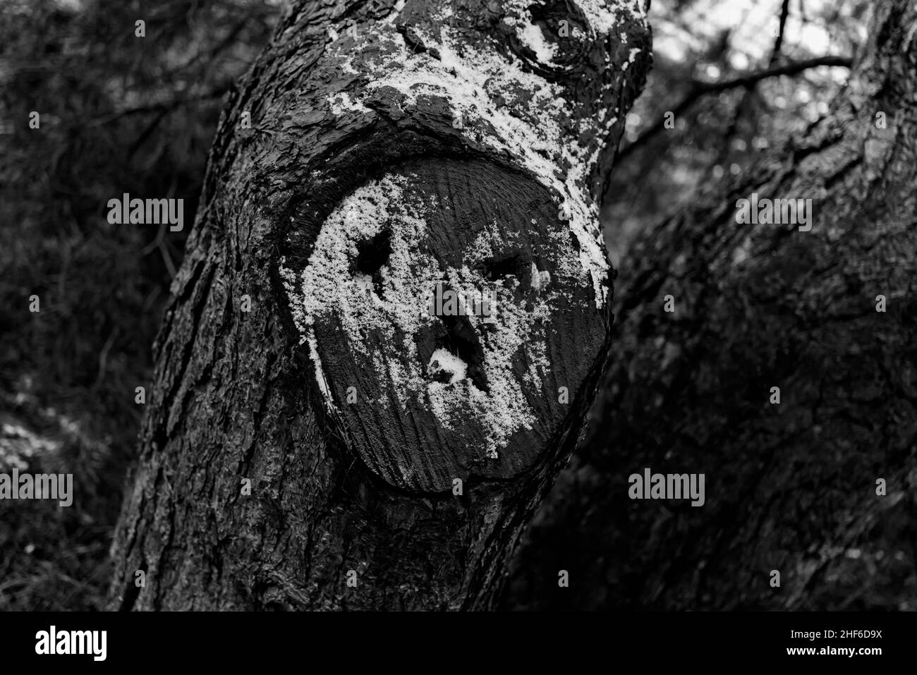 Trous dans un pin en hiver qui ressemblent à un visage, noir et blanc Banque D'Images