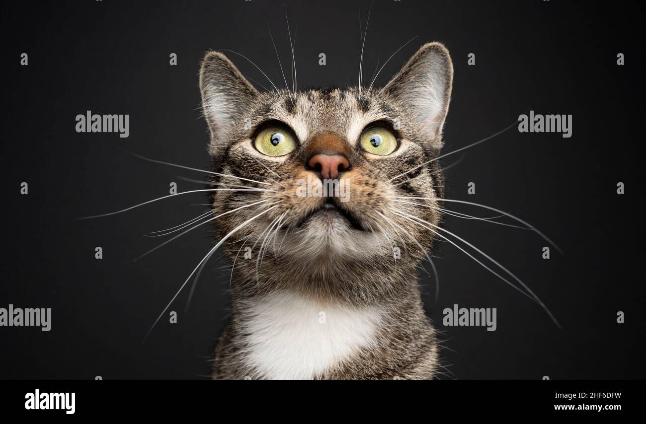 tabby blanc domestique shorthair chat avec de longs whiskers portrait sur fond noir Banque D'Images