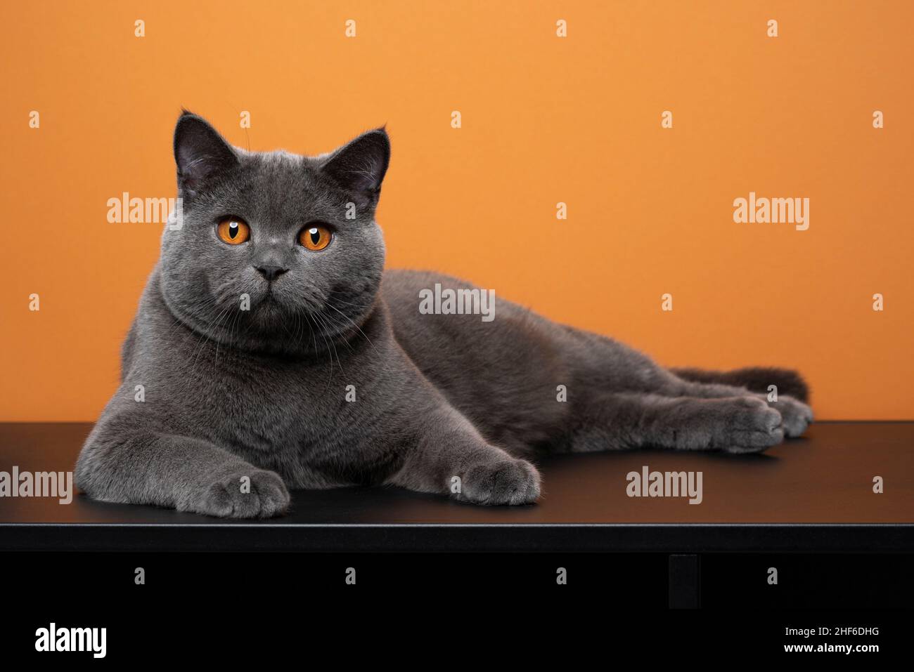british shorthair bleu chat reposant sur une table ou un tiroir noir couché sur le côté regardant la caméra sur fond orange Banque D'Images
